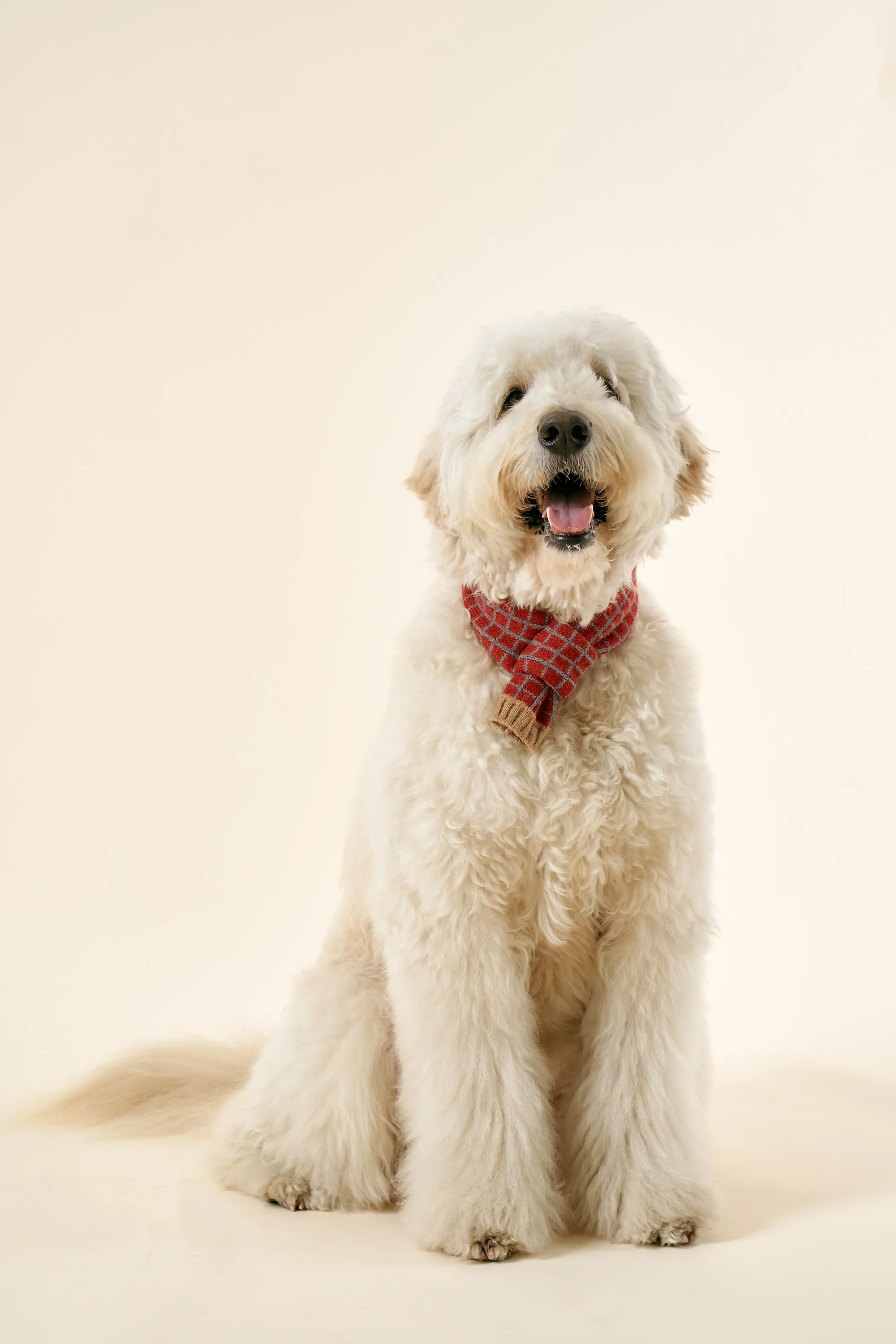 [STORETS X COSONNE] Knitted Pet Neck Scarf(for pet)