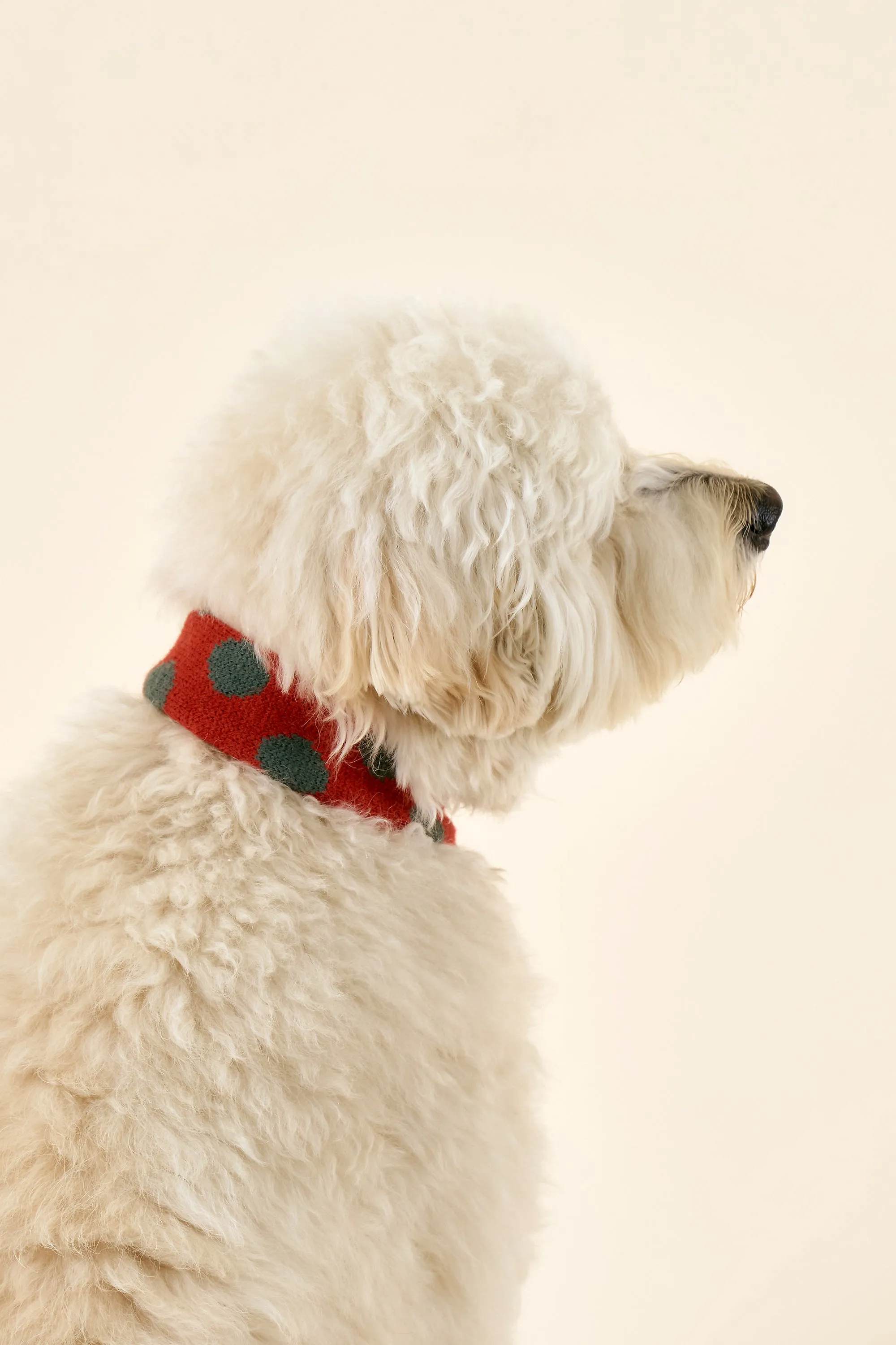 [STORETS X COSONNE] Knitted Pet Neck Scarf(for pet)