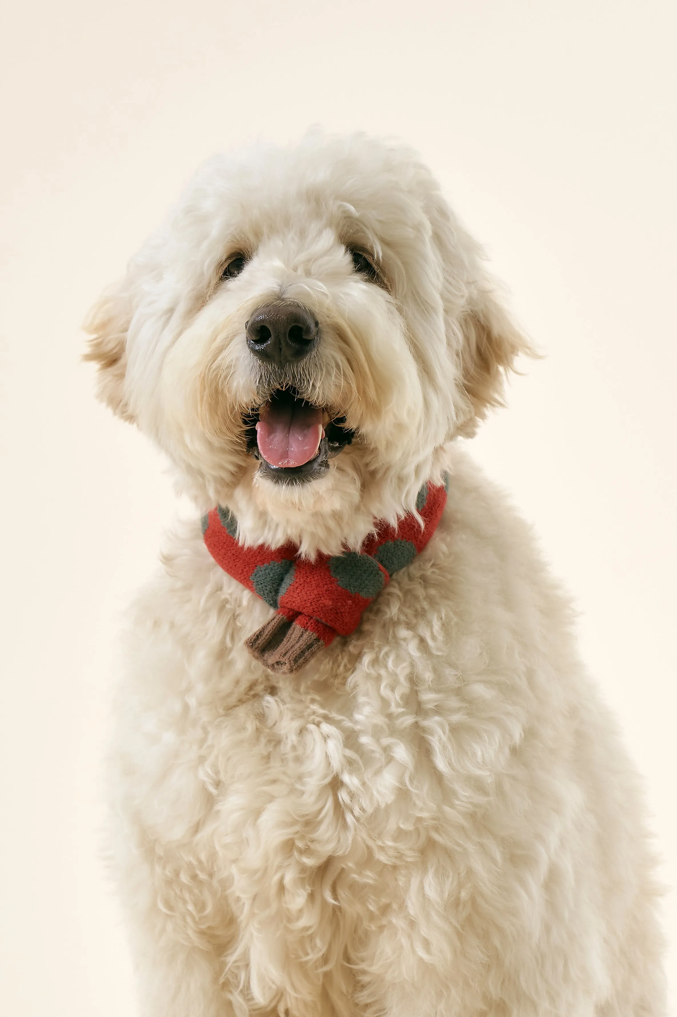 [STORETS X COSONNE] Knitted Pet Neck Scarf(for pet)