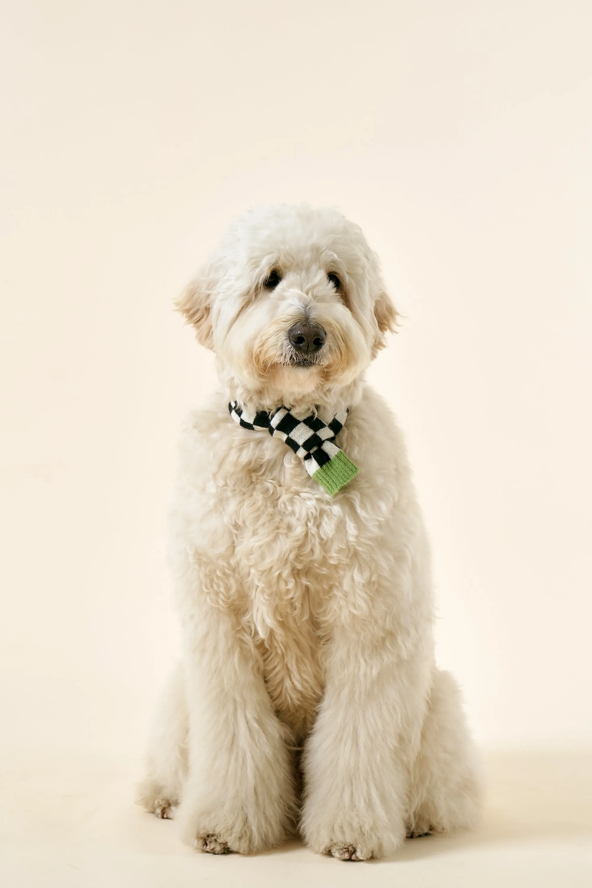[STORETS X COSONNE] Knitted Pet Neck Scarf(for pet)