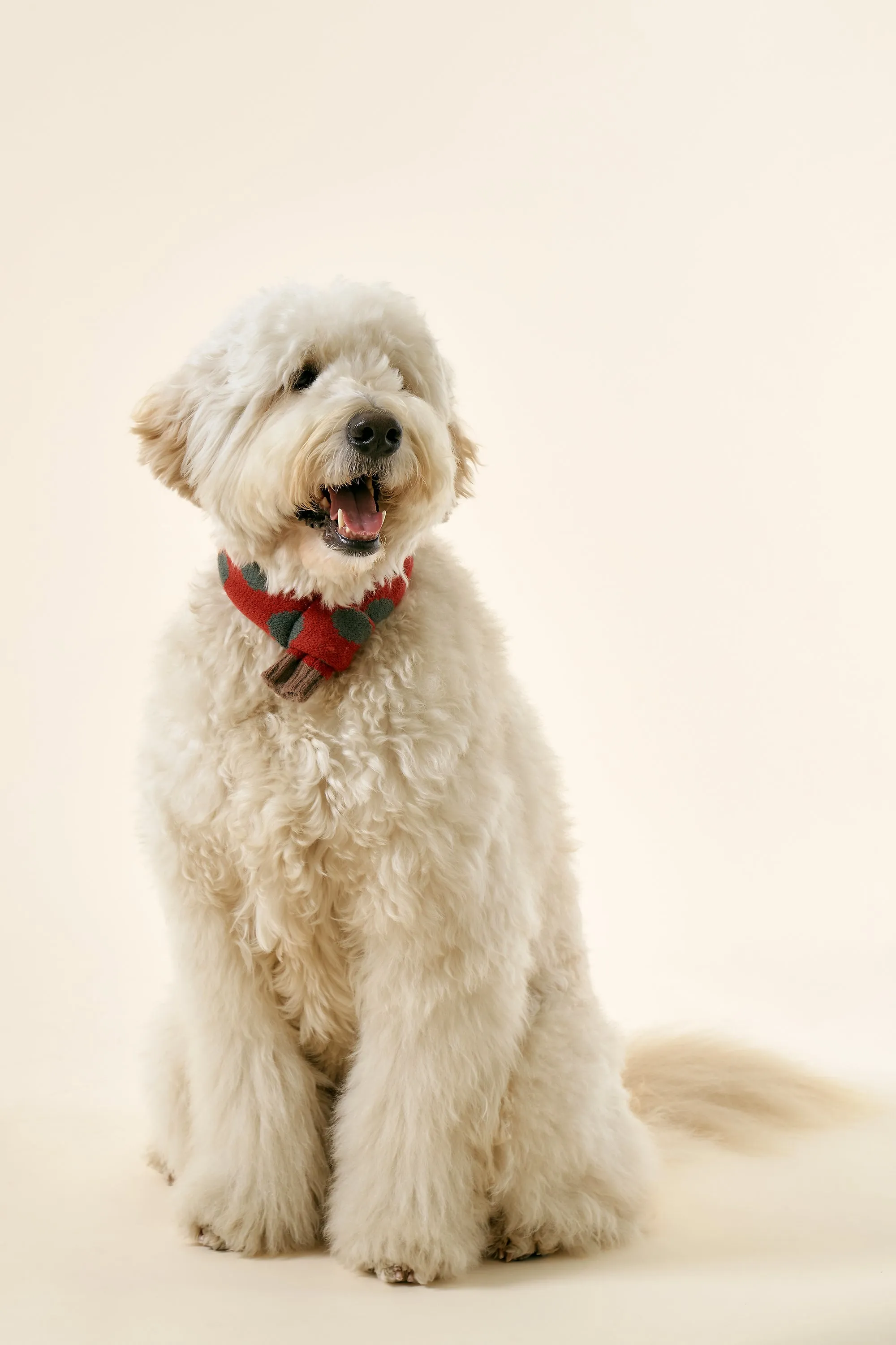 [STORETS X COSONNE] Knitted Pet Neck Scarf(for pet)