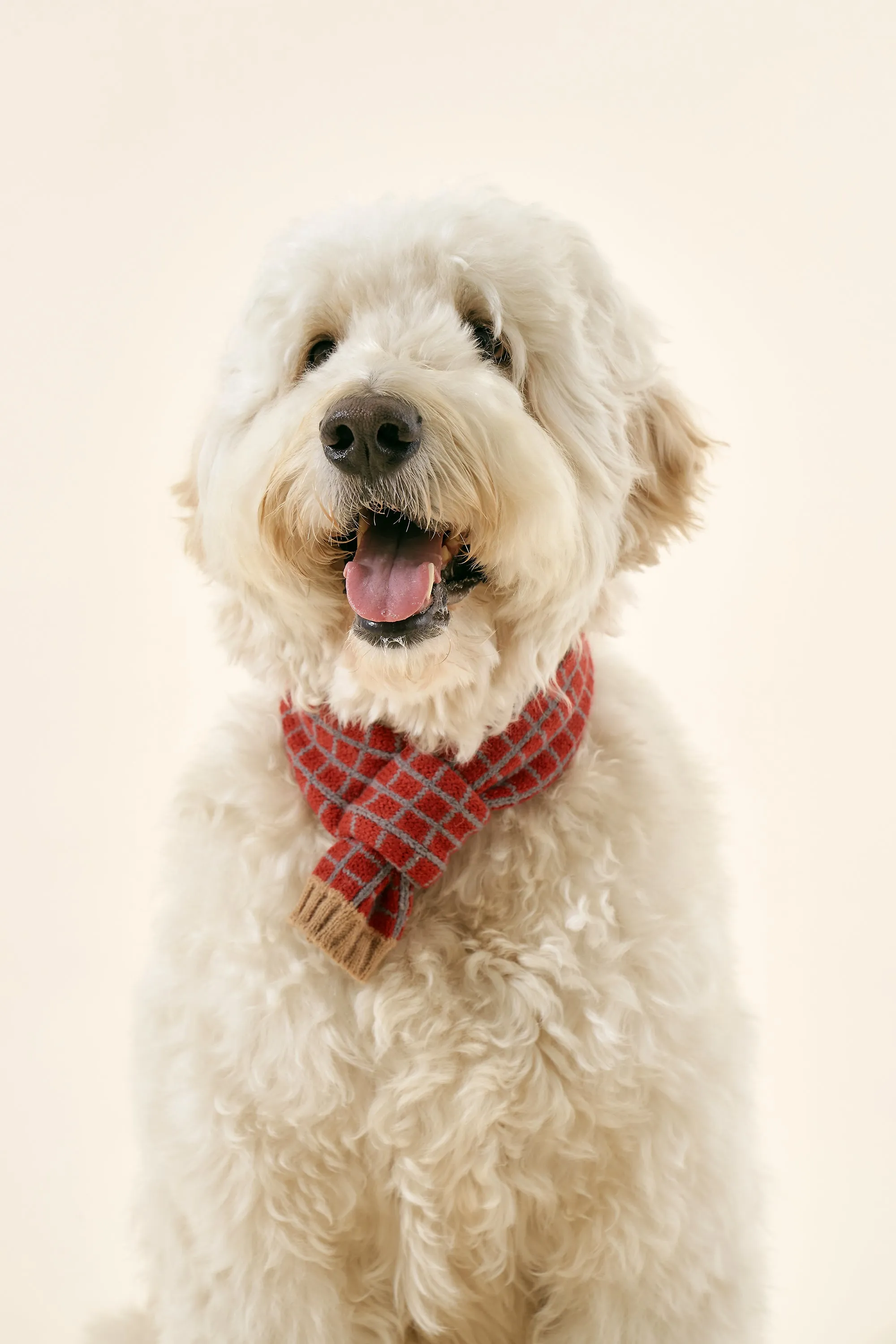 [STORETS X COSONNE] Knitted Pet Neck Scarf(for pet)