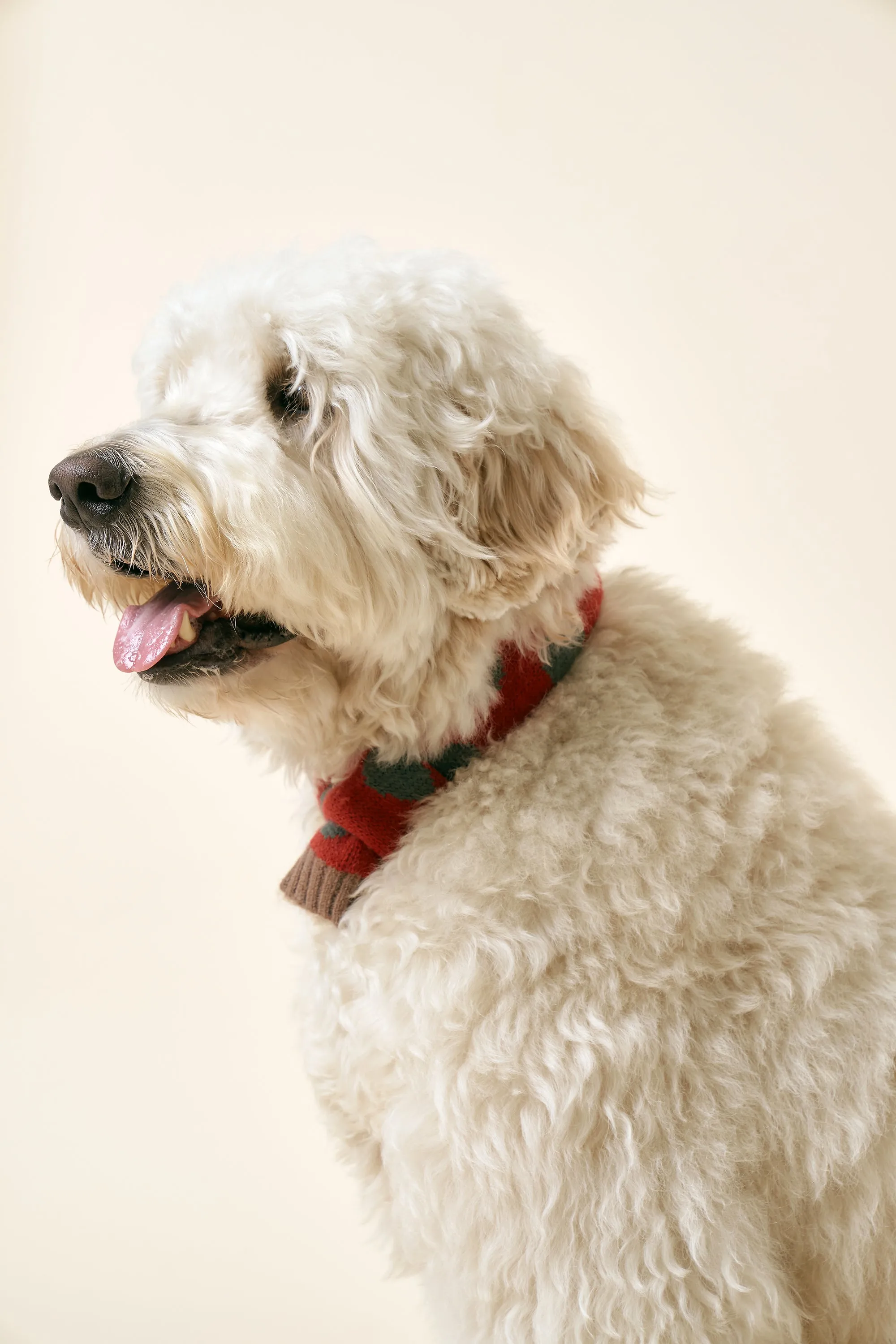 [STORETS X COSONNE] Knitted Pet Neck Scarf(for pet)